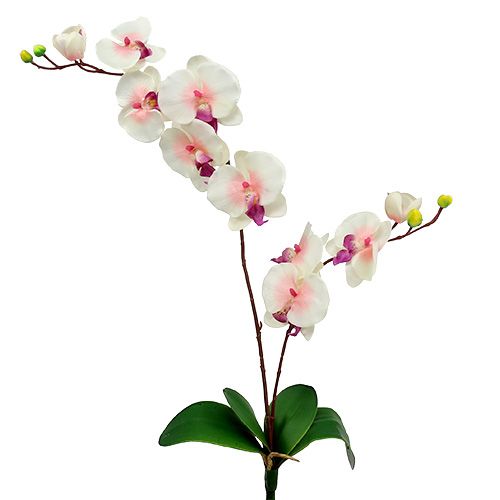 Floristik24 Orchid with 2 branches 60cm white-pink