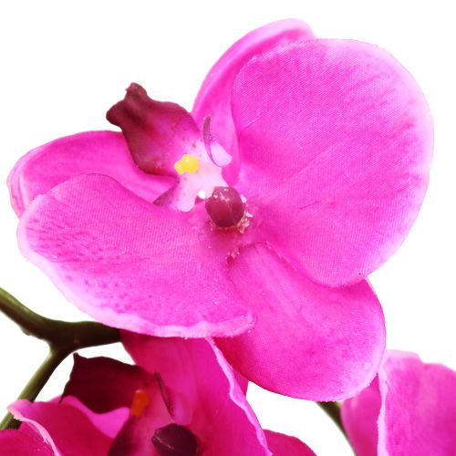 Product Orchid Phalaenopsis Pink 75cm