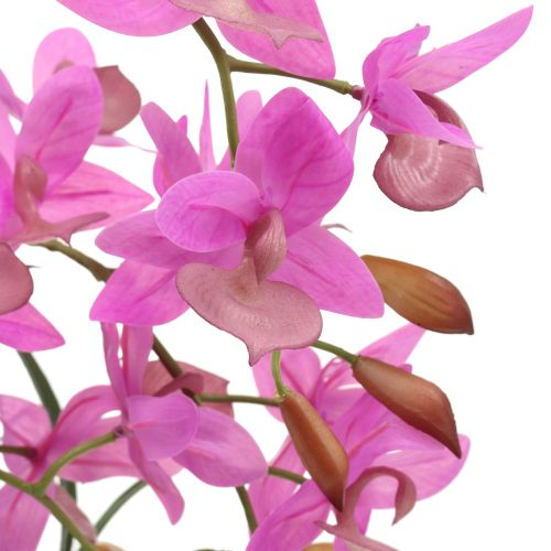 Floristik24 Orchid in a violet pot H55cm
