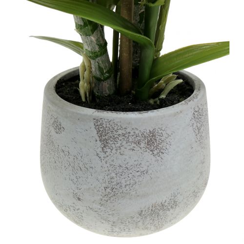 Floristik24 Orchid in pot salmon H41cm