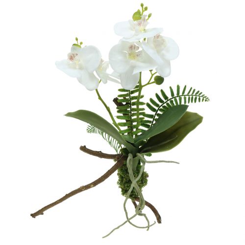 Floristik24 Orchid white with mossballs and roots 36cm