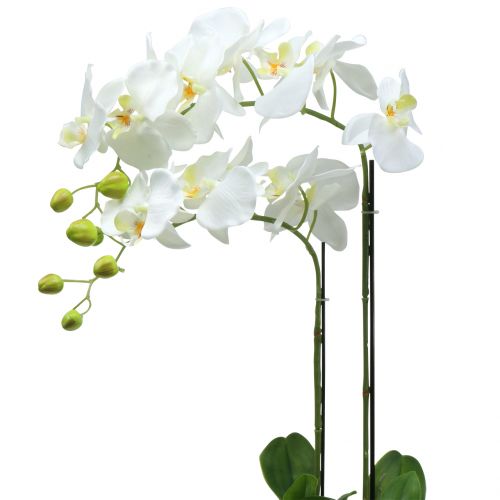 Floristik24 Orchid White on 65cm bulb