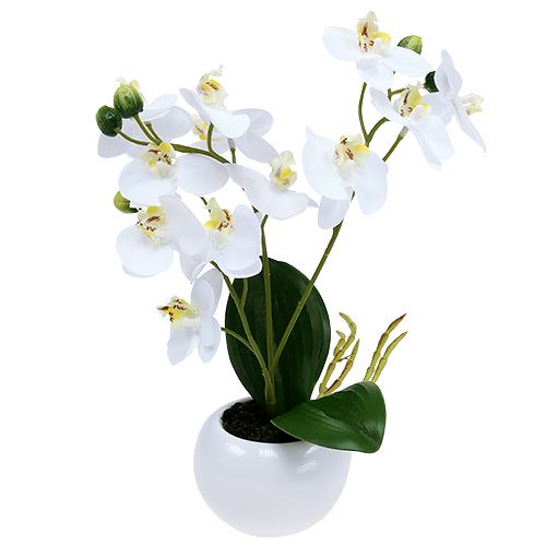 Floristik24 Orchids in a pot 30cm white