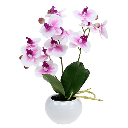 Floristik24 Orchids in Pot H30cm White-Pink