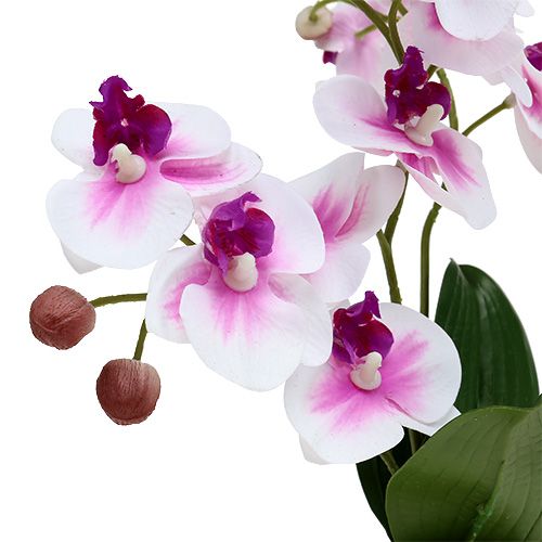Floristik24 Orchids in Pot H30cm White-Pink