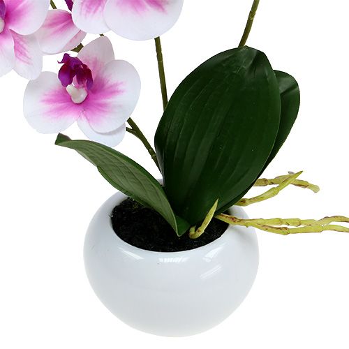 Floristik24 Orchids in Pot H30cm White-Pink
