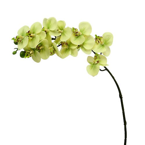 Floristik24 Orchid branch light green L58cm