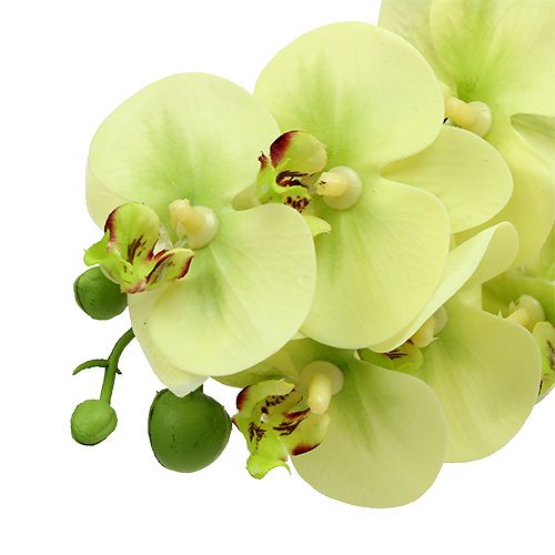 Product Orchid branch light green L58cm
