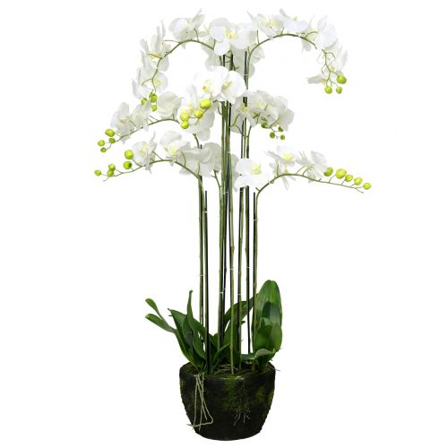 Product Orchid white on a ball of 118cm