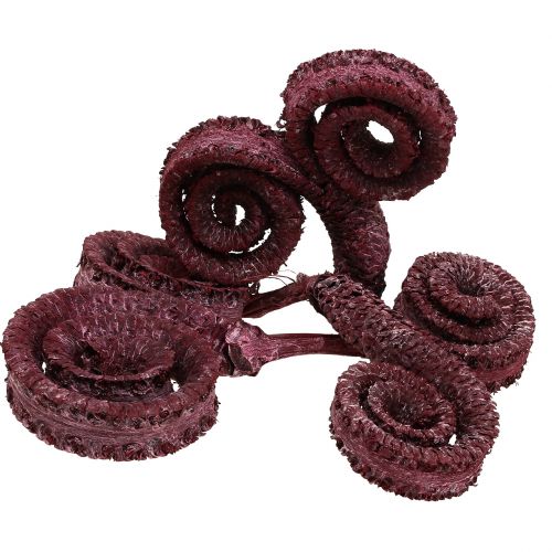 Product Palm Male Red, whitewashed 25 pcs