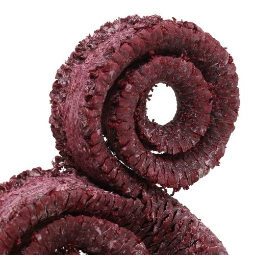 Product Palm Male Red, whitewashed 25 pcs
