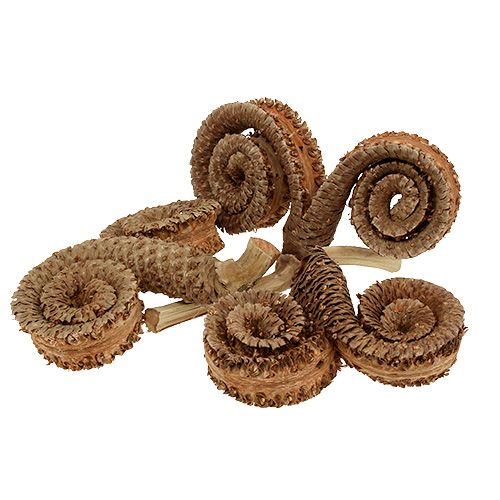 Floristik24 Palm Male Natural 25 pcs