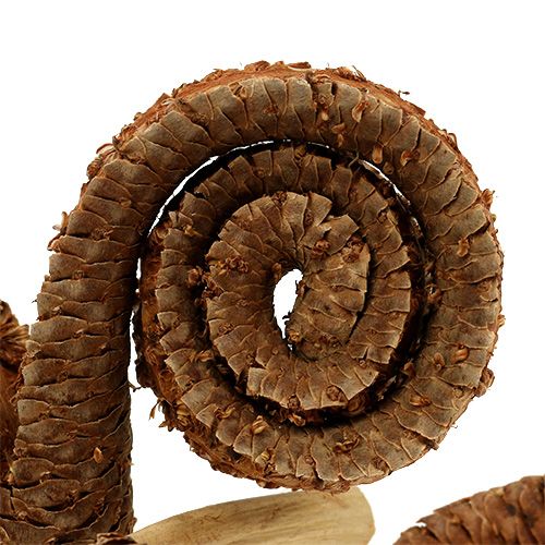 Product Palm Male Natural 25 pcs