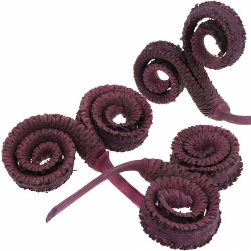 Floristik24 Dry decoration Palm Male wine red 25 pcs
