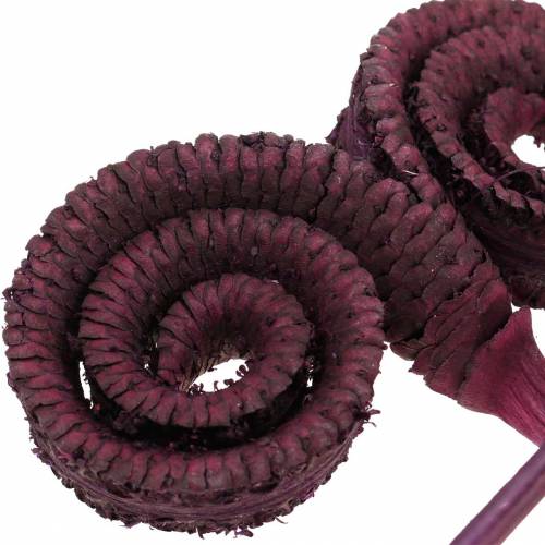 Product Dry decoration Palm Male wine red 25 pcs