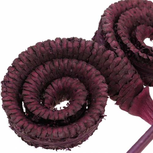 Floristik24 Dry decoration palm male wine red 25 pieces