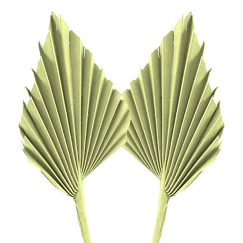 Floristik24 Palmspear apple green whitewashed 65 pcs