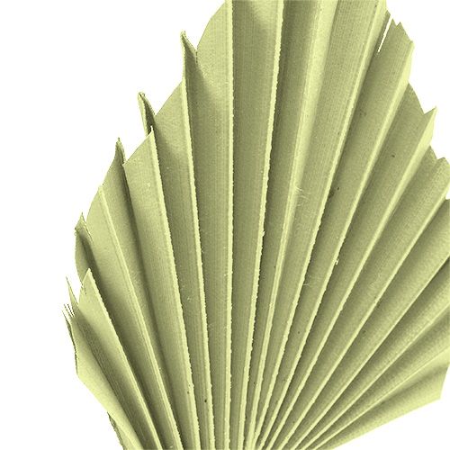 Product Palmspear apple green washed white 65pcs