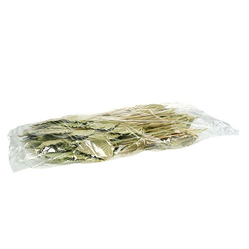 Product Palmspear apple green whitewashed 65 pcs
