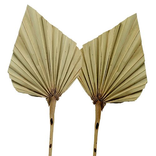 Floristik24 Palmspear Natural 100 pcs