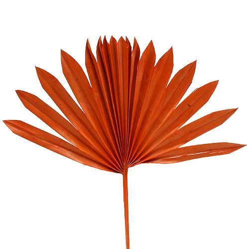 Floristik24 Palmspear Sun Orange 30pcs