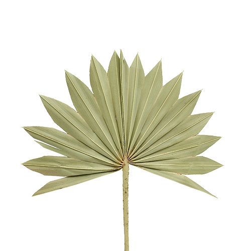Palmspear Sun mini nature 50 pcs