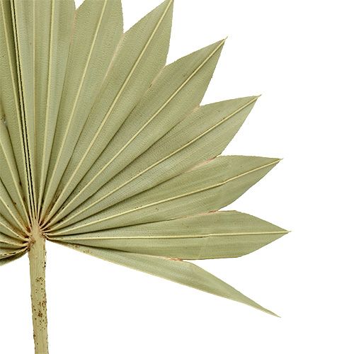 Product Palmspear Sun mini nature 50 pcs
