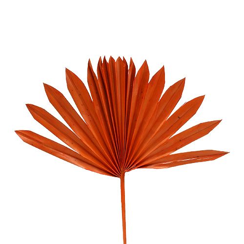 Floristik24 Palmspear Sun mini Orange 50pcs