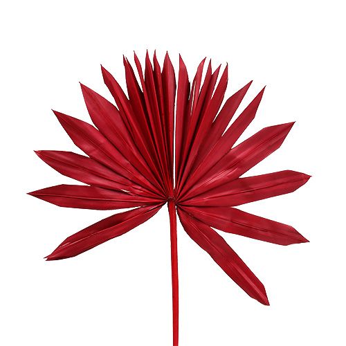 Palmspear Sun mini Red 50 pcs