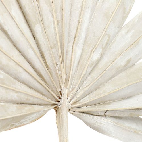 Product Palmspear Sun mini whitewashed 50 pcs