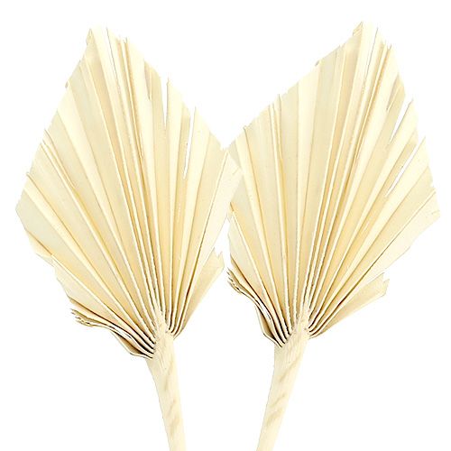 Floristik24 Palmspear bleached 20 pcs