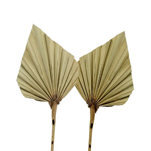 Floristik24 Palmspear mini natural 100 pcs