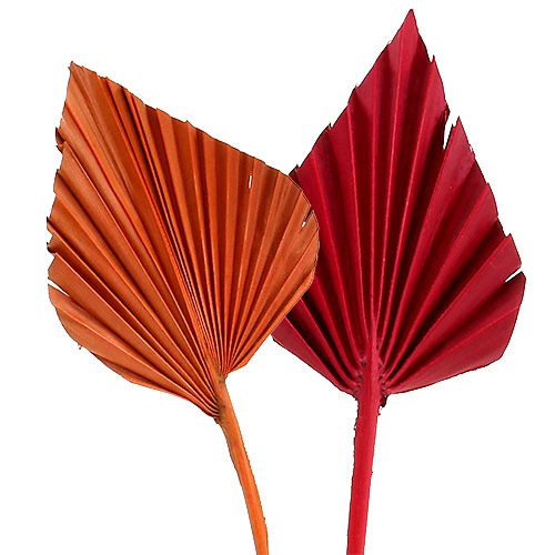 Palmspear assorted red/orange 50pcs