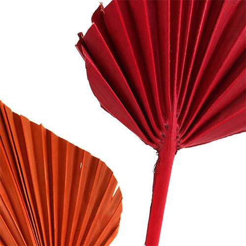 Product Palmspear assorted red/orange 50pcs