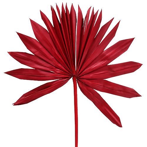 Floristik24 Palmspear Sun Red 30pcs