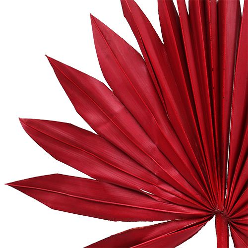 Product Palmspear Sun Red 30 pcs