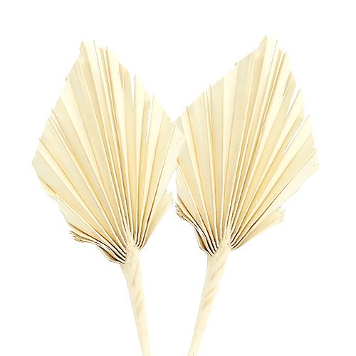 Floristik24 Palmspear mini bleached Palmspear dried 50 pcs