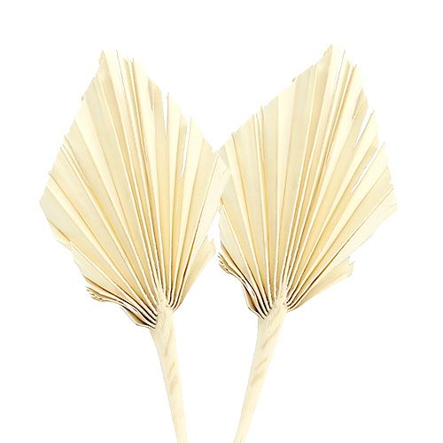 Floristik24 Palmspear mini bleached Palmspear dried 50pcs