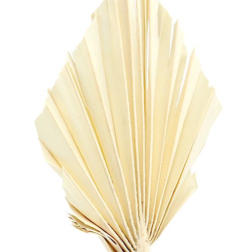 Product Palmspear mini bleached Palmspear dried 50pcs