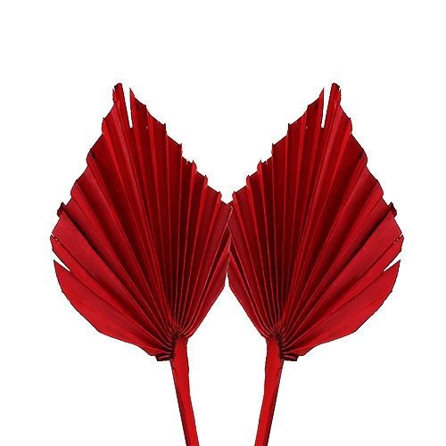 Floristik24 Palm spear mini red 100p