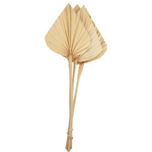 Floristik24 Palmspear palm leaves natural decoration bleached 12.5×38cm 4 pcs