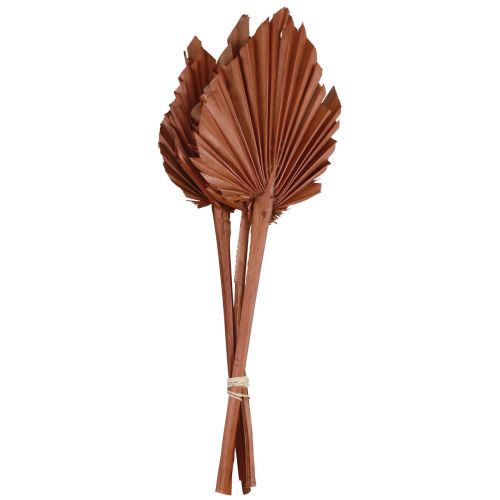 Palmspear palm leaves natural decoration brown 5-9×14cm L35cm 4pcs