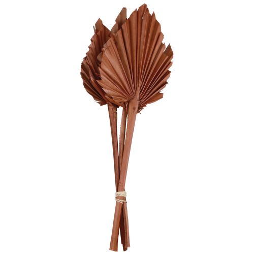 Product Palmspear palm leaves natural decoration brown 5-9×14cm L35cm 4pcs