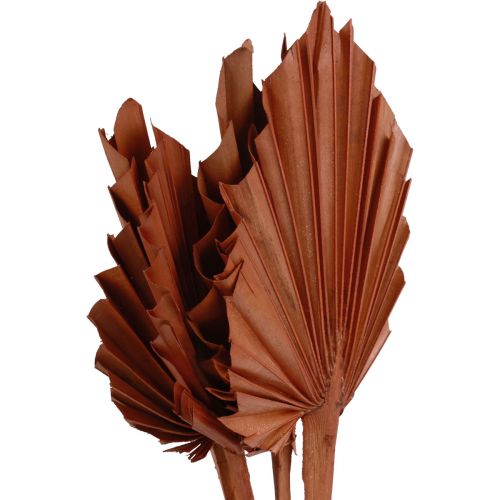 Product Palmspear palm leaves natural decoration brown 5-9×14cm L35cm 4 pcs