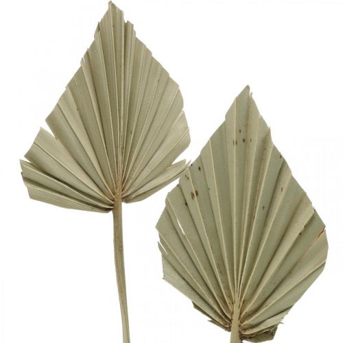 Product Mini palm spear, dried floristry, Advent decoration, memorial days natural L33–34cm W7–9cm 4 pcs