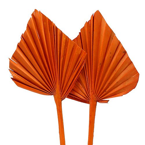 Floristik24 Palm Spear Orange 65pcs