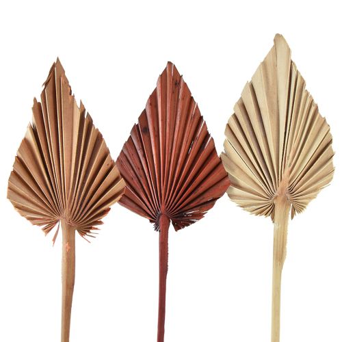 Floristik24 Palmspear assorted Morocco 30pcs