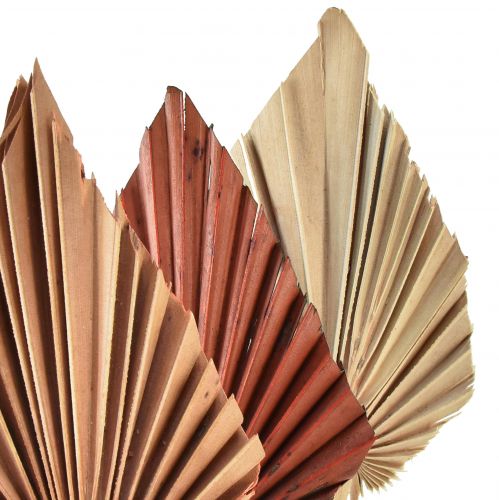 Floristik24 Palmspear sorted Morocco 30 pcs