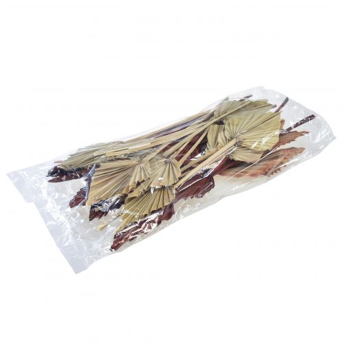 Floristik24 Palmspear sorted Morocco 30 pcs