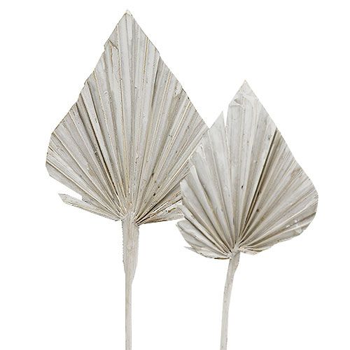 Product Palmspear whitewashed 10cm - 15cm L33cm 65 pcs